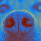 Tumori, i cani li fiutano nel sangue dell'uomo: precisione nel 97% dei casi
