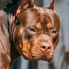 Cane Bully XL scappa e aggredisce una bambina di 7 anni: la proprietaria la salva, ma viene multata. «Mai più un cane così in casa»