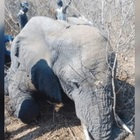 Elefante uccide un uomo che vuole scattare un selfie: l'animale giustiziato dai ranger