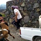 Vulcano Canarie, animali portati in salvo dalla Guardia Civil