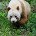 Cina, un concorso online per suggerire il nome di 4 cuccioli di panda appena nati