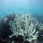 La barriera corallina perde i suoi colori: l'allarme di Greenpeace