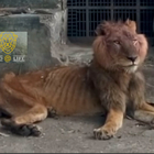 Ombra, il leone affamato dello zoo nigeriano: «Così quel visitatore ha permesso di salvarlo dalla morte»