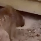 Mamma cagnolina rischia la vita per salvare il suo cucciolo intrappolato sotto al cemento