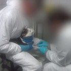«Test su scimmie, cani e gatti raccapriccianti», animalisti denunciano laboratorio tedesco