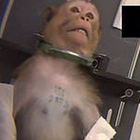 «Test su scimmie, cani e gatti raccapriccianti», animalisti denunciano laboratorio tedesco