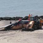 Regno Unito, balena spiaggiata: le operazioni per rimuovere il cetaceo