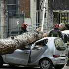 Roma, travolto da un pino in viale Mazzini: 7 verso il processo. «L'albero era tra quelli da abbattere»