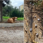 Cibo avvelenato al parco vicino Roma, caccia al killer dei gatti