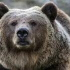 Sospesa la cattura dell'orsa "JJ4" in Trentino, il Consiglio di Stato: «È mamma di tre cuccioli»