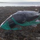 Balena incinta uccisa da una rete da pesca, i ricercatori: «Ultima vittima del massacro»
