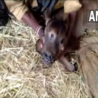 India, vitello nasce con tre occhi e quattro narici