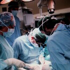 Rene di maiale trapiantato su un malato terminale: «Cammina e continua a migliorare»
