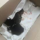 Gattini uccisi in un sacco e abbandonati