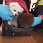 Traffico di cuccioli in autostrada, la Polizia ne salva 14 stipati nel bagagliaio dell'auto