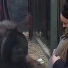 L'orango bacia il suo pancione, la futura mamma si commuove