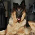Coronavirus, morto il cane Buddy: il pastore tedesco positivo al Covid19 aveva 7 anni