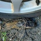 Roma, misteriosa moria di storni al quartiere Appio: decine di uccelli sulla strada