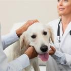 Paziente malato riabbraccia il cane e le sue condizioni migliorano subito: medici stupiti