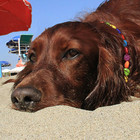 Cani in spiaggia, via libera del Tar: i Comuni non possono vietarlo La sentenza