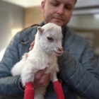 Ucraina, veterinario eroe salva gli animali 