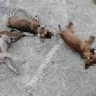 Cani uccisi e buttati via a Cerveteri: rabbia per l’atroce fine dei cuccioli di segugio