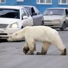 Orsi polari invadono villaggio in cerca di cibo: gli abitanti si rinchiudono in casa