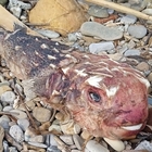Pesce alieno sulla spiaggia di Santa Marinella: «Attenzione, potenzialmente pericoloso per l'uomo»