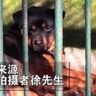 Cina, rinchiudono il cane da guardia dello zoo al posto del lupo morto: il filmato choc