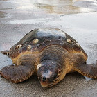 Spiaggiate 15 tartarughe in pochi giorni, l'allarme: «In mare altri esemplari in difficoltà, andiamo a salvarl»