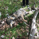 Settefrati, lupo trovato morto: s'indaga per avvelenamento