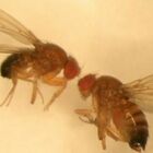 I maschi gelosi "iniettano" nelle femmine una sostanza soporifera per impedire i tradimenti: lo studio sugli insetti