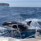Orche assassine terrorizzano i milionari: «Speronano gli yacht, ne hanno affondati tre in una settimana»