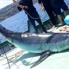 Lo squalo mako finisce impigliato nelle boe dei pescatori: sul web scoppia la polemica. Video