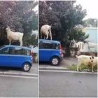Roma, una pecora sale su un'auto per mangiare le foglie di un albero: il video virale