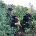 Scoperta maxipiantagione di cannabis sui Monti Lattari