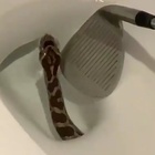 Texas, serpente nel water in bagno: la scoperta choc di un uomo VIDEO