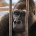 Gorilla in gabbia in cima a un grattacielo in Thailandia, Cher si indigna: «Liberate Bua Noi», raccolte 300mila firme Video