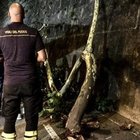 Roma, famiglia travolta da ramo sul Tevere: albero senza cure da 19 anni