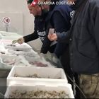 La Guardia Costiera sequestra 900 kg di pesce