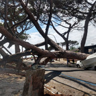 immagine Napoli, la città brand con alberi che cadono