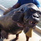 «Pesce gorilla mangia balene», «può vivere sia sulla terra sia in mare»: la foto (finta) dell'esperto di animali esotici fa impazzire i social