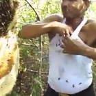 «Sono immune alle punture». E si infila migliaia di api sotto la maglia VIDEO CHOC