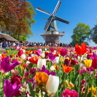 Il parco primaverile più bello del mondo: guarda i meravigliosi tappetti di tulipani