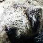 Orso morto sul monte Peller in Trentino: le accuse degli animalisti