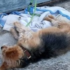 Legata per due giorni al cancello del mattatoio: cagnolina muore di stenti