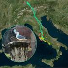 Il gabbiano Emilio viaggia per 750 km per tornare a casa nel parco del Colosseo