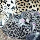 Quei quattro giaguari zoppi e depressi che in Argentina hanno salvato la specie