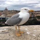 Roma, gabbiano mangia un topo a Ponte Milvio: il video virale fa impazzire il web Video