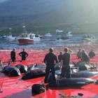 Strage di balene alle Faroe Island